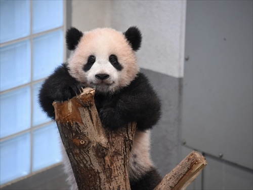 会える時間が延びたよー 上野動物園 ジャイアントパンダ シャンシャンの公開時間を延長 ねとらぼ