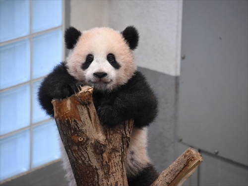 会える時間が延びたよー 上野動物園 ジャイアントパンダ・シャンシャン