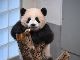 会える時間が延びたよー　上野動物園　ジャイアントパンダ・シャンシャンの公開時間を延長