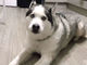 おしゃべりハスキー犬、飼い主さんへの熱い「アイ・ラブ・ユー」動画がかわいい