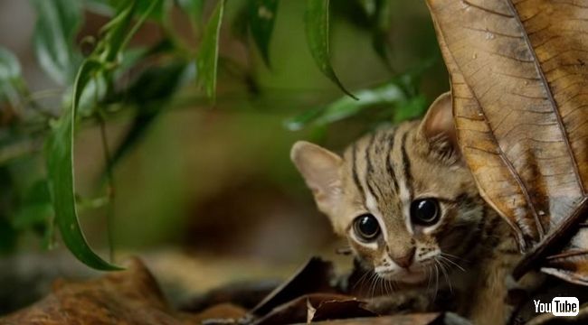 クリクリおめめの世界一小さな猫 スリランカの森で暮らすサビイロネコがかわいくて頼もしい ねとらぼ