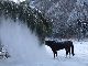 雪ファサー　笹の葉に積もった雪を落として遊ぶ馬がとっても楽しそう