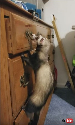 Smart Ferret Opens Drawer