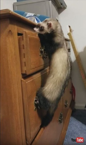 Smart Ferret Opens Drawer