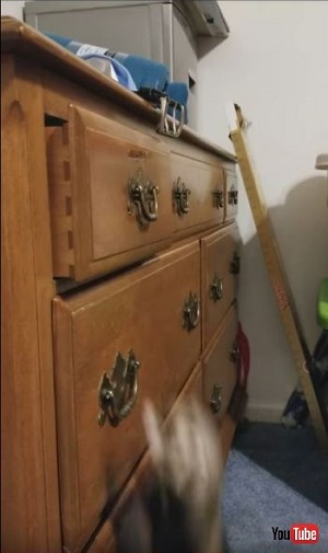 Smart Ferret Opens Drawer