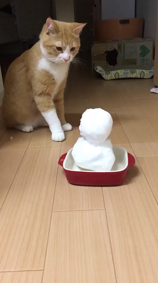 雪だるまと猫