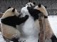 雪だるまと遊ぶパンダ　3頭で無邪気に雪だるまをかじったり転がったり楽しそう