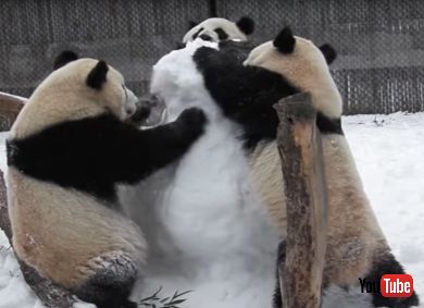 Panda Family Plays With Snowman
