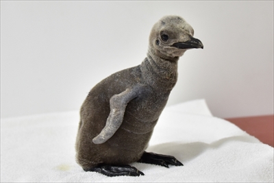 アドベンチャーワールド　ペンギンの赤ちゃん