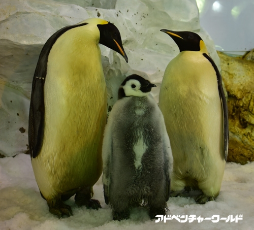 和歌山アドベンチャーワールドでペンギンの赤ちゃんラッシュ モフモフのかわい子ちゃんが全26羽 ねとらぼ