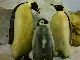 和歌山アドベンチャーワールドでペンギンの赤ちゃんラッシュ　モフモフのかわい子ちゃんが全26羽