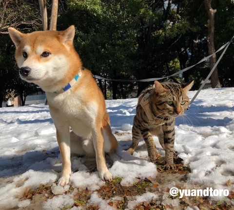 楽しいワン 冷たいニャ 初めて雪を体験した犬とネコ 正反対の反応が面白い ねとらぼ