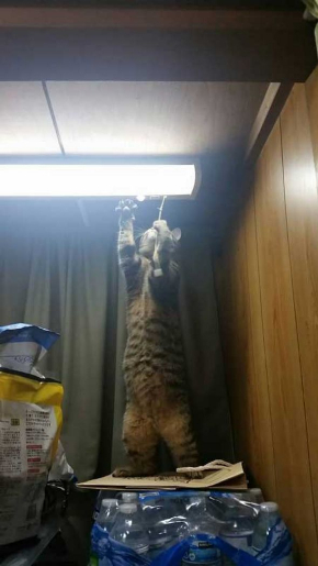 猫 電気 つける 消す 犯人