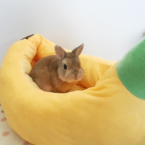 かわいいベッドをもらったよー ふかふかのバナナベッドの中で遊ぶモキュモキュのウサギさん ねとらぼ