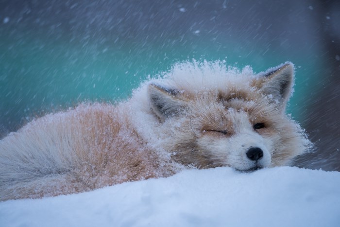 100匹以上のキツネが放し飼い！ 雪に染まる「蔵王キツネ村」に行ってきた（1/2 ページ） - ねとらぼ