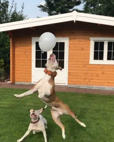 犬 風船 遊ぶ ジャンプ