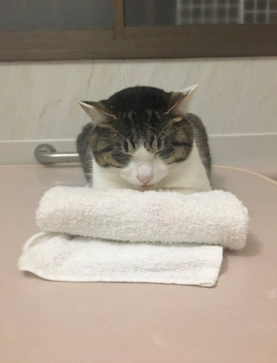猫 丸めたタオル やりがい 枕