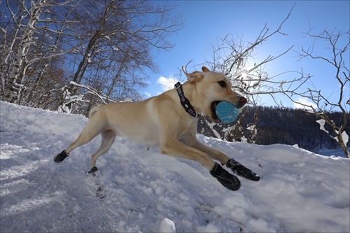 愛犬の冬のお散歩を安全で快適に 足のトラブルになりやすいのはこんなワンちゃん ねとらぼ