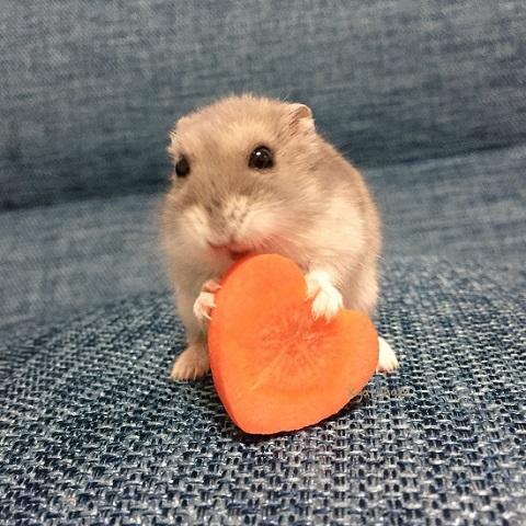 ハムスターにチョコレートはダメ 代わりにハート型のお野菜をあげたらもん絶級のかわいさだった ねとらぼ