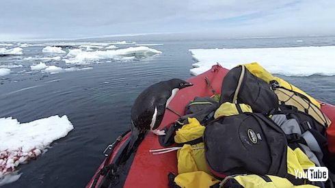 南極観測隊 ペンギン ハプニング かわいい