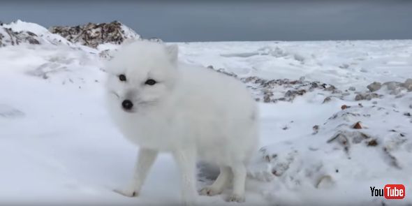 Incredible Up-close Arctic Fox Encounter