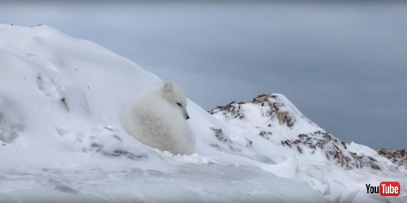 Incredible Up-close Arctic Fox Encounter