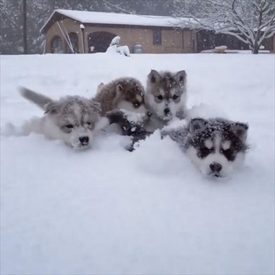 シベリアンハスキーの子犬たち
