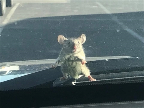 パトカーの前に現れたネズミ