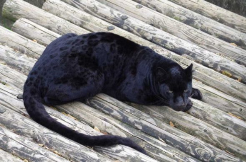 大きい黒猫だ 段ボール箱を置いてあげたい きれいな球体と化したクロヒョウの スー ちゃんが思わず和むかわいさ ねとらぼ