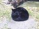 「大きい黒猫だ」「段ボール箱を置いてあげたい」　きれいな球体と化したクロヒョウの「スー」ちゃんが思わず和むかわいさ