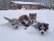 「待ってよぉ」　雪の上を走り回るハスキーの子犬たちがモフモフわちゃわちゃ愛らしい