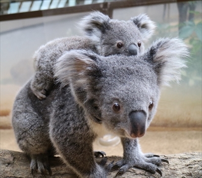 こまちです よろしくね 名古屋東山動植物園 赤ちゃんコアラの愛称が決定 ねとらぼ