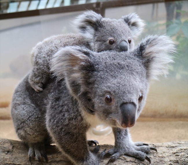 こまちです。よろしくね」 名古屋東山動植物園 赤ちゃんコアラの愛称が決定 - ねとらぼ