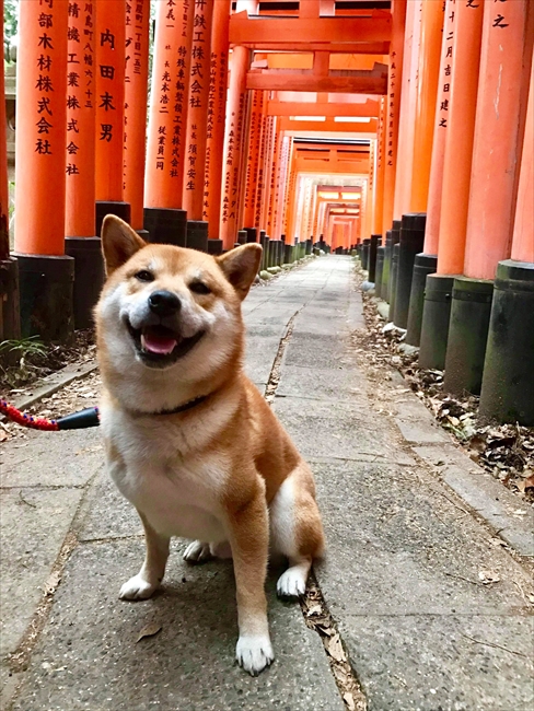 お客さまをお迎えするワン 京都の着物レンタル店をお手伝いする柴犬が人懐っこくてかわいい ねとらぼ