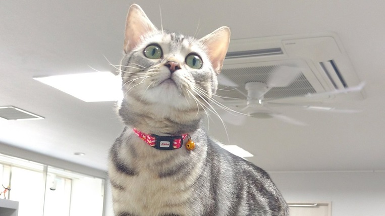 猫部長 すくすく成長中 かわいさと美しさはそのまま社員を励ます姿に疲れが吹き飛ぶ ねとらぼ 猫部長 すくすく成長中 かわいさと美しさはそのまま社員を励ます姿に疲れが吹き飛ぶ ねとらぼ