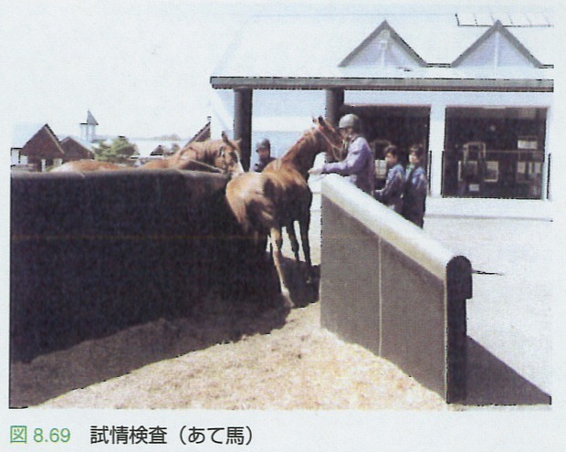 性か死か 勝てば種付け 負ければ食肉行き 過酷すぎる 種牡馬 の生涯 モテない馬はどうしてる 後編 1 5 ページ ねとらぼ