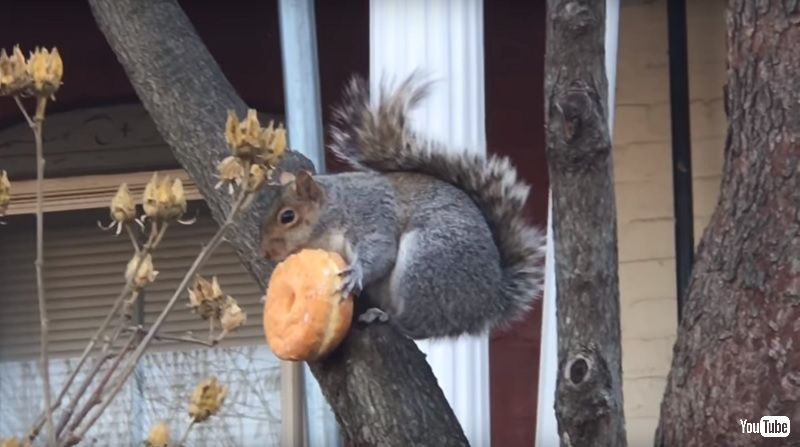 もぐもぐ だれにもわたさないぞ 食いしん坊リスさんがドーナツを頬張る姿がかわいい ねとらぼ