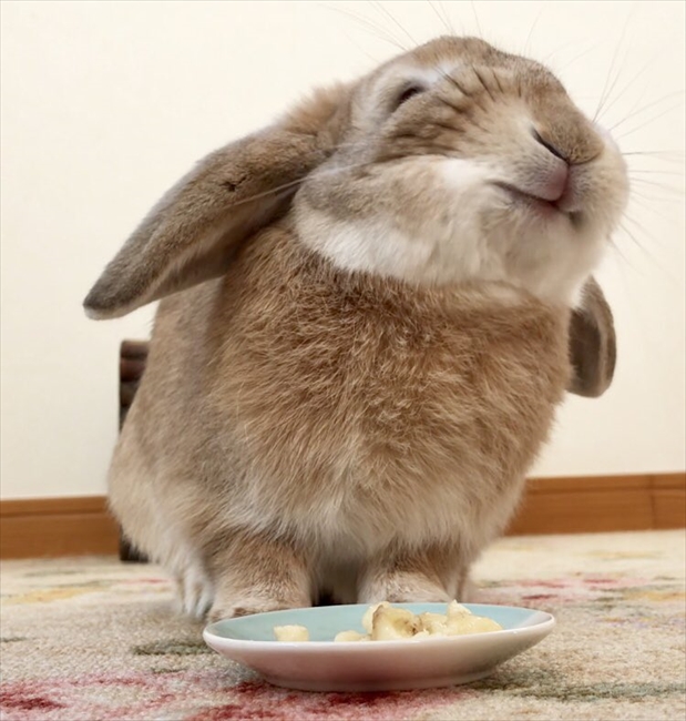 バナナうまー 極上の笑顔でバナナのおいしさを表現するタレ耳のうさぎさん ねとらぼ