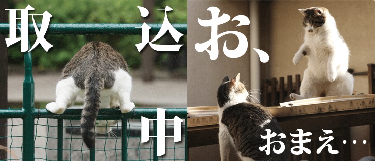 まじか」「土下座」「ニャンてこったい」 必死すぎる表情が面白いネコ