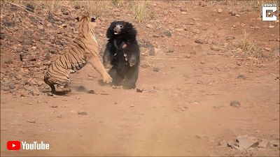 Sloth Bears Chases Off Tiger