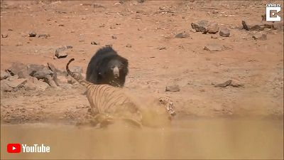 Sloth Bears Chases Off Tiger