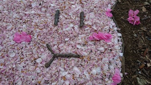 地面に現れた 桜カービィ 桜の花びらと枝を使って制作 ねとらぼ
