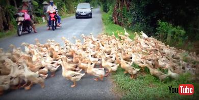 Stopped by a River of Ducks
