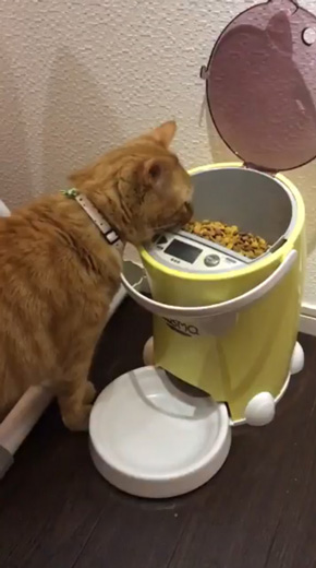 猫 餌やり機 自動給餌器 裏技 発見 LUSMO