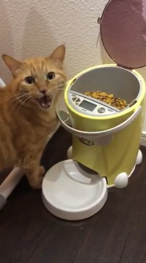 猫 餌やり機 自動給餌器 裏技 発見 LUSMO