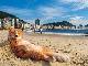 ネコのいとおしさは世界共通　写真展「岩合光昭の世界ネコ歩き2」　日本橋三越で5月に開催