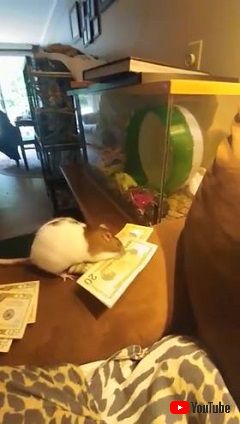 Pet Rat Steals Money From Owner