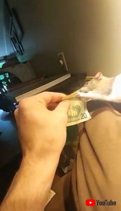 Pet Rat Steals Money From Owner