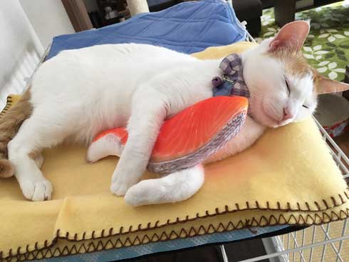 鮭 抱きしめ 猫 寝る ぬいぐるみ