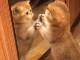 あんよで鏡を“たしたし”　鏡の前で子猫が見せる行動がかわいすぎる